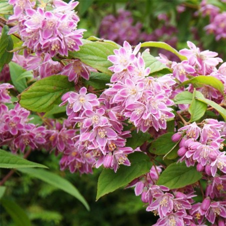 Deicija, hibrīdā 'Tourbillon Rouge' /Deutzia x hybrida/ - P9 kont.