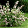 Deicija, hibrīdā 'Tourbillon Rouge' /Deutzia x hybrida/ - P9 kont.