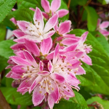 Deicija, hibrīdā 'Strawberry Fields' /Deutzia x hybrida/ - C3 kont.