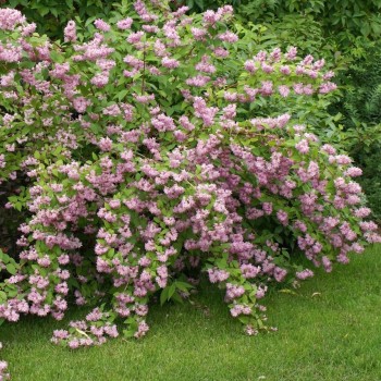 Deicija, hibrīdā 'Strawberry Fields' /Deutzia x hybrida/ - C3 kont.