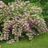 Deicija, hibrīdā 'Strawberry Fields' /Deutzia x hybrida/ - C3 kont.