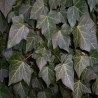 Efeja /Hedera helix/ - P9 Kont.