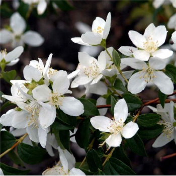 % Filadelfs, lemuāna - jasmīns /Philadelphus x lemonei/- C2-3 kont.