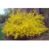 Forsītija, vidējā ,,Goldrausch,, /Forsythia x intermedia/- P9 kont.