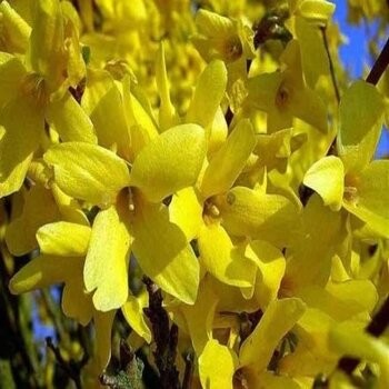 Forsītija, vidējā ,,Goldrausch,, /Forsythia x intermedia/- P9 kont.