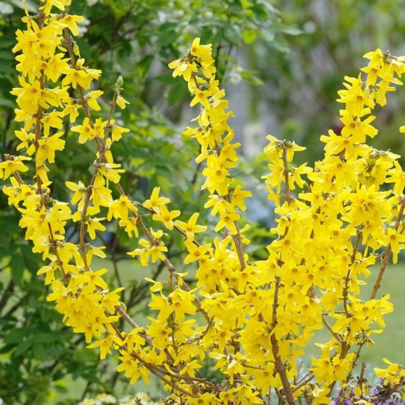 Forsītija, vidējā ,,Goldrausch,, /Forsythia x intermedia/- P9 kont.