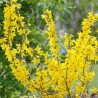 Vidējā forsītija ,,Goldrausch,, /Forsythia x intermedia/- P9 kont.