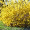 Forsītija, Korejas ,,Kumson,, /Forsythia x koreana/- P9 kont.