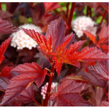 Irbeņlapu fizokarps ,,Little Angel,, /Physocarpus opulifolius/- P9 kont.