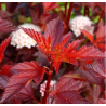 Fizokarps, irbeņlapu ,,Little Angel,, /Physocarpus opulifolius/- P9 kont.