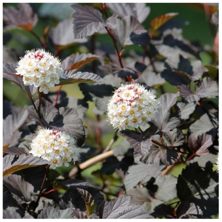 Irbeņlapu fizokarps ,,Andre,, /Physocarpus opulifolius/- P9 kont.