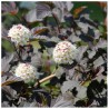 Fizokarps, irbeņlapu ,,Andre,, /Physocarpus opulifolius/- P9 kont.