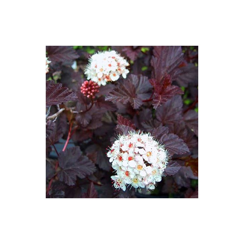 Fizokarps, irbeņlapu ,,Red Baron,, /physocarpus opulifolus/ - P9 kont.