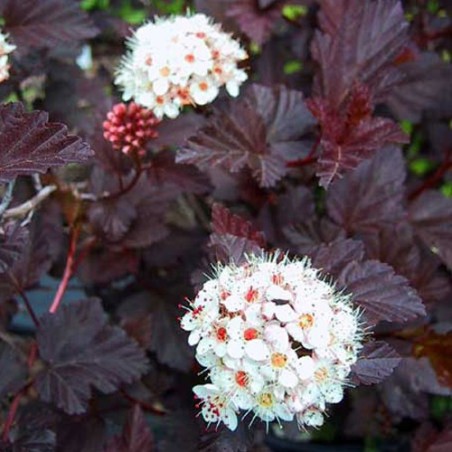 Fizokarps, irbeņlapu ,,Red Baron,, /physocarpus opulifolus/ - P9 kont.