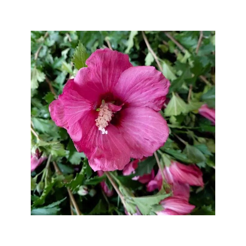 Hibisks, Sīrijas - Ķīnas roze "Flower Tower Ruby" /hibiscus/ - P9 Kont.