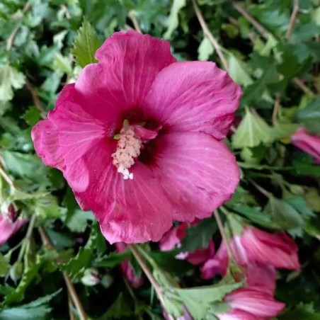 Hibisks, Sīrijas - Ķīnas roze "Flower Tower Ruby" /hibiscus/ - P9 Kont.