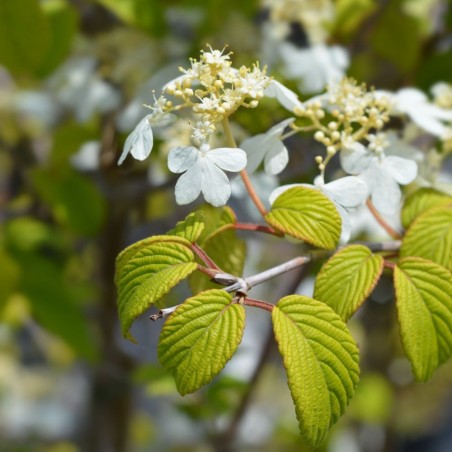 Irbene, Japānas milzu ,,Kilimanjaro,, /Viburnum plicatum/ - P9 kont.