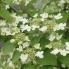 Irbene, Japānas milzu ,,Kilimanjaro,, /Viburnum plicatum/ - P9 kont.