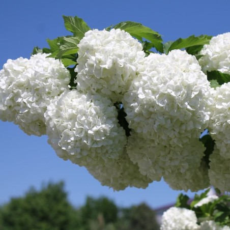 Parastā irbene 'Roseum'/Viburnum opulus/ - P9 kont.