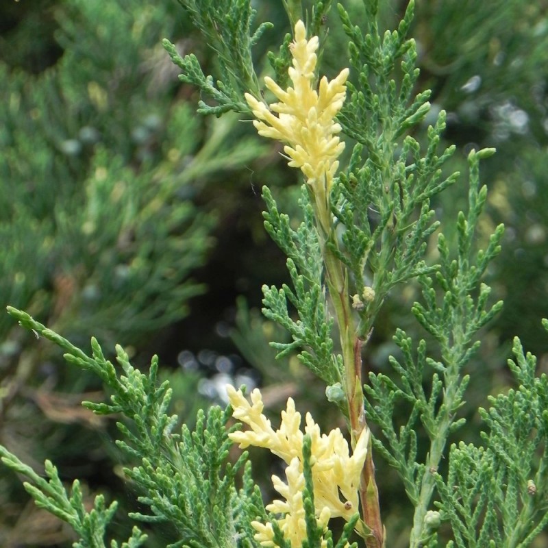 Kadiķis, Ķīnas ,,Expansa Variegata,,/Juniperus chinensis/ - C2 kont.