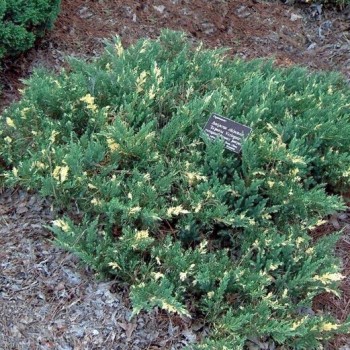 Kadiķis, Ķīnas ,,Expansa Variegata,,/Juniperus chinensis/ - C2 kont.