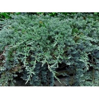 Klājeniskais kadiķis ,,Wiltonii,,/Juniperus horizontalis/- P9 kont.