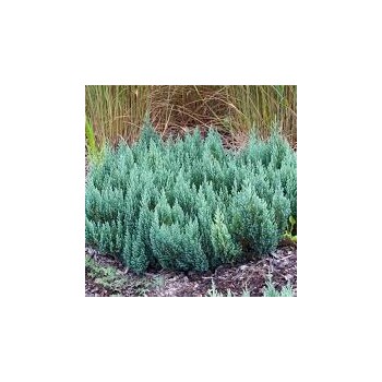 Klājeniskais kadiķis ,,Blue Forest,, /Juniperus horizontalis/- C2 kont.