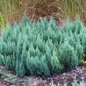 Kadiķis, klājeniskais ,,Blue Forest,, /Juniperus horizontalis/- C2 kont.