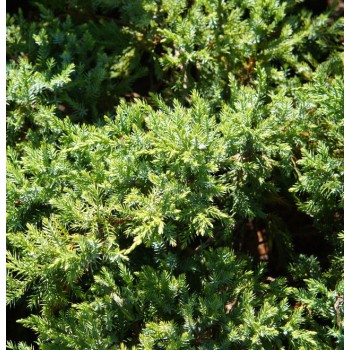 Kadiķis, zvīņainais ,,Holger,,/Juniperus squamata/ - P9 kont.