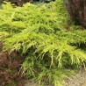 Ficera kadiķis ,,King of spring,, /Juniperus x pfitzeriana/ -P9 kont.