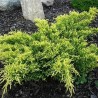 Ficera kadiķis ,,King of spring,, /Juniperus x pfitzeriana/ -P9 kont.