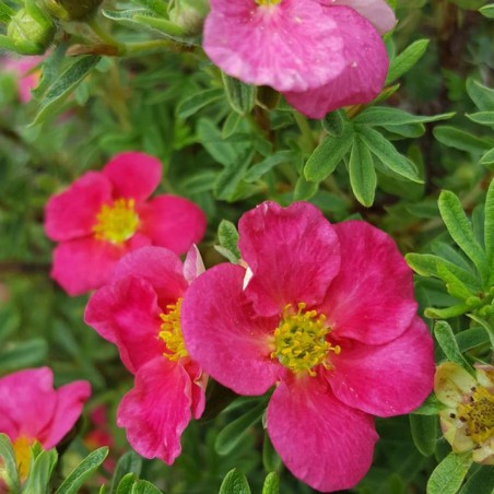 Klinšrozīte, parastā “Bellisima” /Potentilla fruticosa/ - P9 kont.