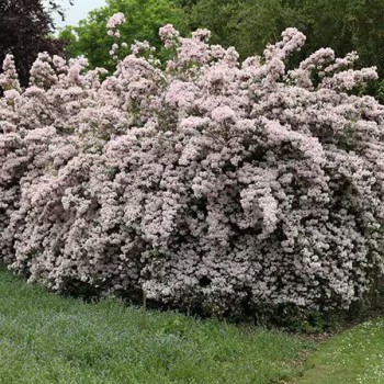 Kolkvīcija, burvīgā "Pink...