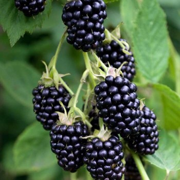 Kazene "Black Satin" /rubus...