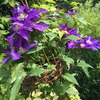 Klematis, lielziedu ,,The President,, /Clematis/- C2 kont.