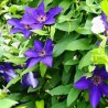 Klematis, lielziedu ,,The President,, /Clematis/- C2 kont.