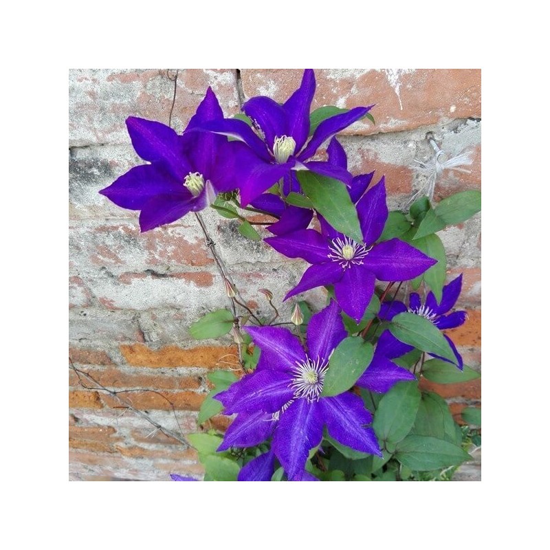 Klematis, lielziedu ,,The President,, /Clematis/- C2 kont.