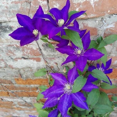 Klematis, lielziedu ,,The President,, /Clematis/- C2 kont.