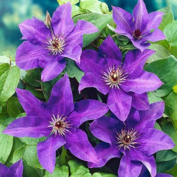 Klematis, lielziedu ,,The President,, /Clematis/- C2 kont.