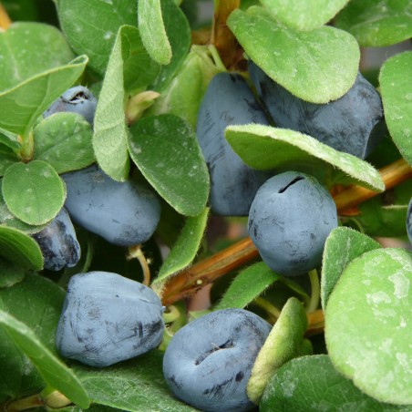 Kamčatkas oga ,,Duet,, /Lonicera caerulea var. kamtschatica/ - C2 kont.