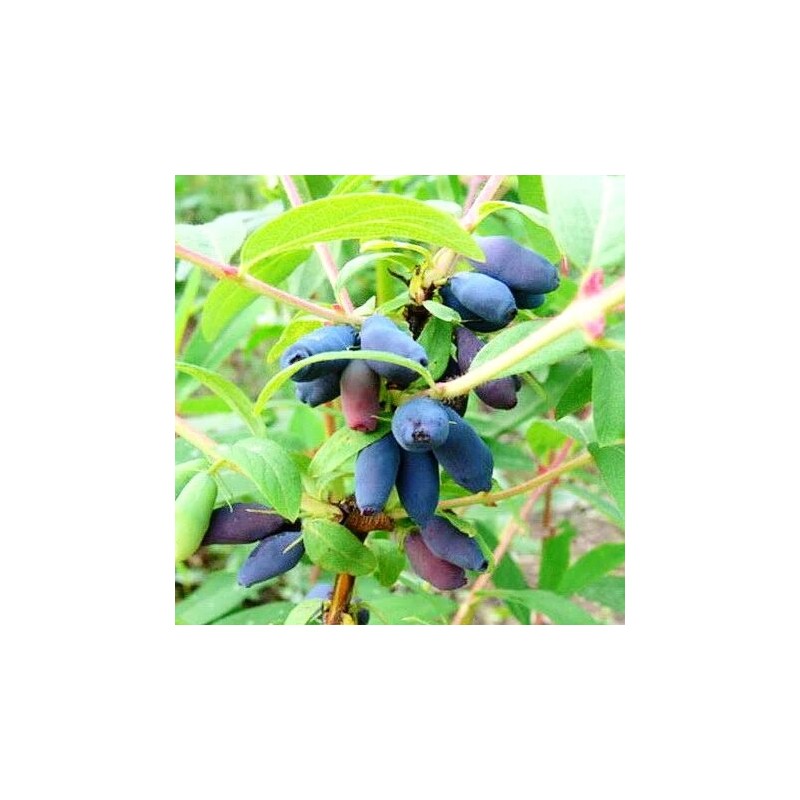 Kamčatkas oga ,,Volšebnica,, /Lonicera caerulea var. kamtschatica/ - C2 kont.