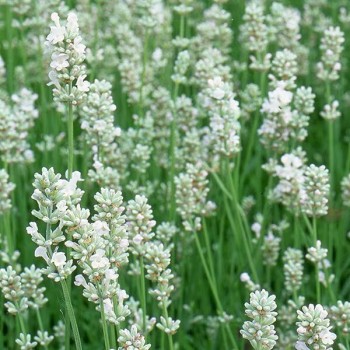 Lavanda, šaurlapu "Arctic Snow"/lavandula angustifolia/ - P9 kont.