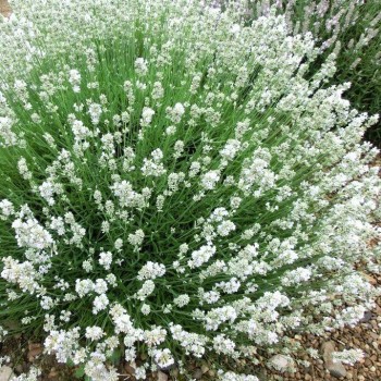 Lavanda, šaurlapu "Arctic...