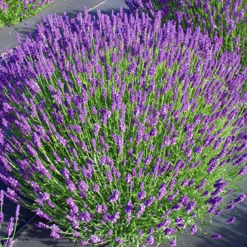 Šaurlapu lavanda "Hidcote...