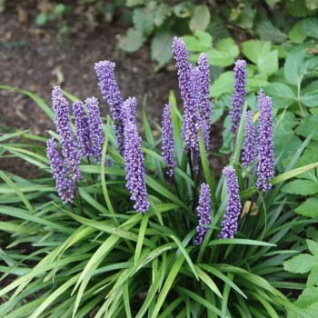 Liriope, muskaru 'Big Blue'...