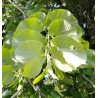 Liepa, sudraba /tilia tomentosa/ - C7 kont.