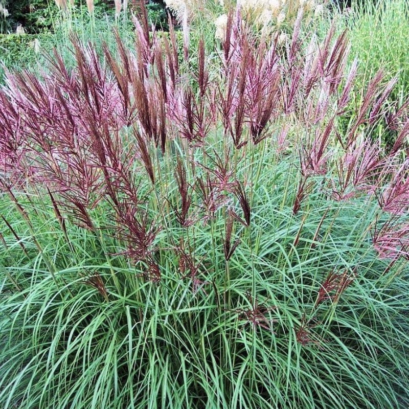 Ķīnas miskante 'Ferner Osten' /Miscanthus sinensis/ - P9 kont.