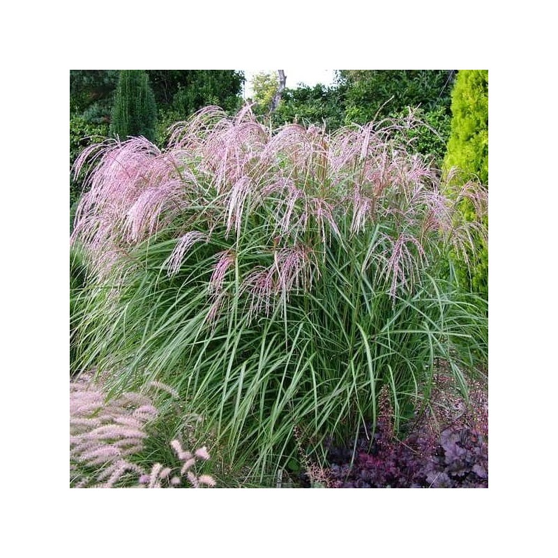 Ķīnas miskante 'Flamingo' /Miscanthus sinensis/ - P9 kont.