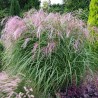 Ķīnas miskante 'Flamingo' /Miscanthus sinensis/ - P9 kont.