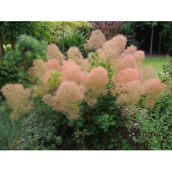 Parastais parūkkoks 'Young Lady'/Cotinus coggygria/ - P9 kont.